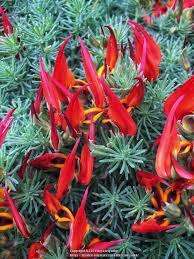 Maybe you would like to learn more about one of these? Photo Of The Bloom Of Lotus Vine Lotus Amazon Sunset Posted By Carlysuko Garden Org