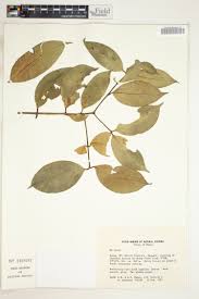 Image result for Hippocratea volkensii