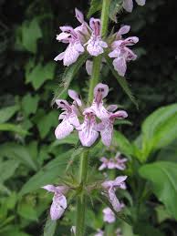 Image result for Stachys