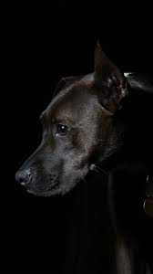 Nj37 Dog Dark Animal Darkiphonewallpaper Papers Co With Images Dog Wallpaper Dog Background Dogs