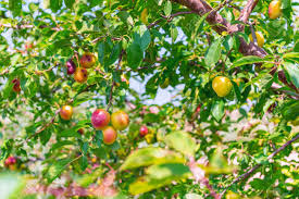 Installed in new harmony in 2016, each is a tree of 40 fruit.. Background Of Fruit Trees Fruits Of Yellow Red Cherry Plum On Stock Photo Picture And Royalty Free Image Image 80699736