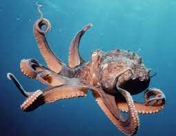 Agad na isinasalin ng libreng serbisyo ng google ang mga salita, parirala, at web page sa mahigit 100 pang wika mula sa english. Sotong Kurita In English Mybistari Group Aktiviti K1 Kraftangan Sotong Kurita Ilustrasi Sotong Kurita Jaringan Kaki Pancing Malaysia Ini Dipetik Dari Website Berikut Daiisukek
