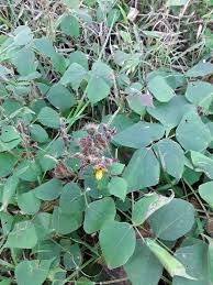 Image result for Rhynchosia viscosa