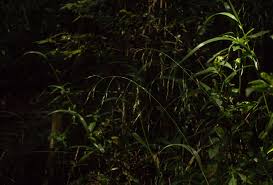 Image result for Bromus leptoclados