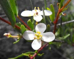 Image result for Rutaceae