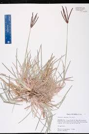 Image result for Eustachys