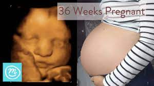 Your baby is getting bigger and bigger and has less space to move around. 36 Weeks Pregnant What You Need To Know Channel Mum Youtube