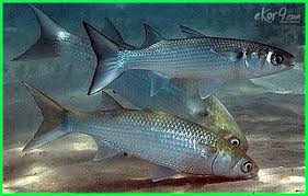 Ikan kuro atau ikan kurau merupakan jenis ikan laut yang tersebar di perairan tropis, termasuk indonesia. 10 Jenis Ikan Laut Yang Enak Dimakan Apa Favorit Kamu Dunia Fauna Hewan Binatang Tumbuhan Ikan Makanan Daging