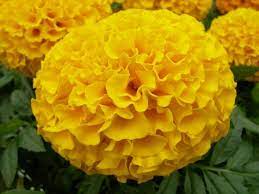 A wide variety of marigold flower dried options are available to you, such as wedding, christmas, and valentine's day. 7 Ways To Use Marigold Flowers Diy Network Blog Made Remade Diy