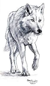 White Wolf By Silvercrossfox On Deviantart Animal Sketches Animal Drawings Animal Art