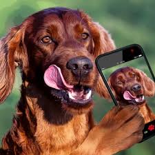 Crate training is where it begins essentially you can train your dog to accept being separated from you, at the same time that you are housebreaking him or her by using a pen or crate for confinement. Teaching Your Dog To Stay Home Alone My Happy Pets By Vetoquinol