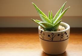Aloe vera, while it has its obvious healing effects for burns and other injuries, also. 7 Bedroom Plants To Help You Sleep Better The Sleep Matters Club