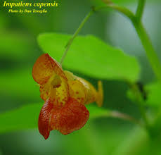 Image result for Impatiens zombensis