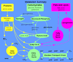 Overview Metabolism