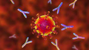 Mab treatment can lower the amount of virus in your body, reduce symptoms and help avoid a trip to the hospital. Antibodies Made In The Lab Show Some Promise For Treating Covid 19 Science News