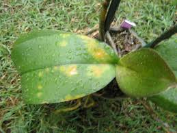 Phalaenopsis swan orchid plant, purple orchid, special lux orchid in the uk. Signs Your Phalaenopsis Orchid Is Not Doing Well