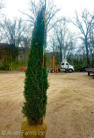 Juniper landscaping is truly a full service operation. Acorn Farms Genus Nursery Bulk Wholesale Trees Shrubs Perennials Roses Annuals For Green Industry