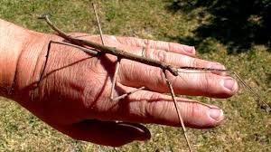 Giant Stick Insect Amazing Beautiful Nature - YouTube
