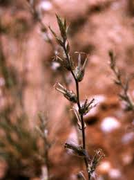 Image result for Sericorema