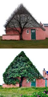 The Wind Blows Violently In Scotland So This Tree Was Planted Close To The House In The Shelter Of The Casas Cor De Rosa Ideias De Quintais Design De Jardim