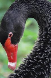 Apr 16, 2019 · 到底「黑天鵝」與「灰犀牛」各代表什麼涵義？中央銀行表示，黑天鵝是指發生率極低、易被忽略的事件，比較是不可測的風險；但灰犀牛一般指極可能發生、影響巨大，卻被忽視的威脅。 æ¥è‡ªå—åŠçƒçš„é»'å¤©é¹… åå­£èŠ‚ å…»è‚²å®å® ç¹æ®–