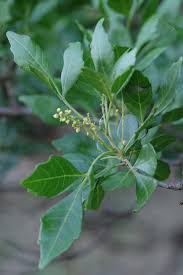 Image result for Allophylus abyssinicus