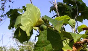 Image result for Azanza lampas