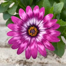 Image result for foto Osteospermum