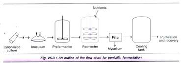 Antibiotics Types Top 7 Types Of Antibiotics With Diagram