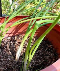Image result for Albuca virens