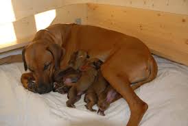 Check spelling or type a new query. Zucht Umlani Rhodesian Ridgeback