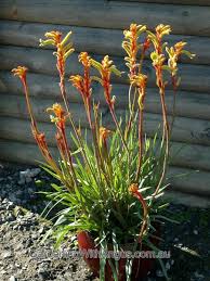 Image result for Anigozanthos