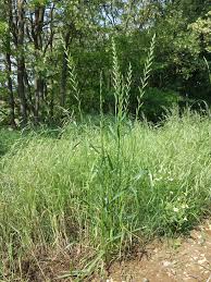 Image result for Lolium multiflorum