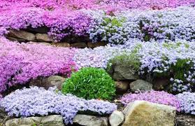 Pin On Landscape Design Ground Layer