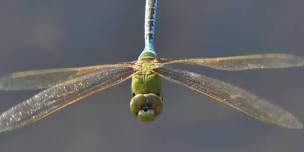 Dragonfly and Damselfly Identification