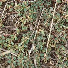 Image result for Euphorbia inaequilatera
