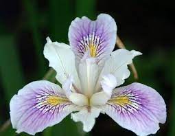 Pin By Senorita Dragon On Flora Iris Flowers Iris Flower Pictures Iris Flower Tattoo