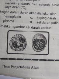 Darah juga memiliki fungsi untuk menyerang kuman dan bakteri yang masuk. Perhatikanlah Gambar Sel Darah Berikut Fungsi Sel Darah Tersebut Dalam Tubuh Manusia Adalah Brainly Co Id