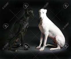 Maybe you would like to learn more about one of these? Black And White Greyhound Together Stock Photo Picture And Royalty Free Image Image 68417331