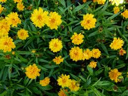 Pin On Gf Coreopsis Common Name Tickseed