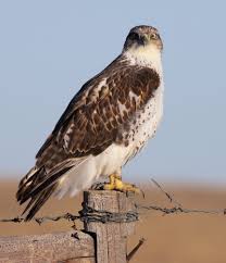 Birds Of Prey Cape Cod Pin On Birds Of Prey