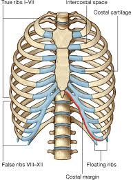We did not find results for: Http Homepage Ntu Edu Tw Anatomy Teacher Hsieh Anotomy Bone Thorax Pdf