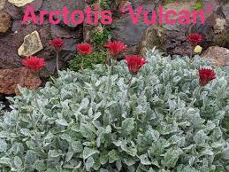 Image result for Arctotis
