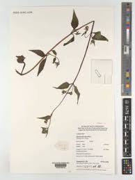 Image result for Micractis