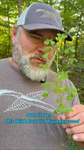 Discover wood sorrel! We explore its heart-shaped leaves, lemony taste, and  nighttime folding. Learn how to identify this edible plant found east of  the Rockies, perfect for trailside tea and survival. Join