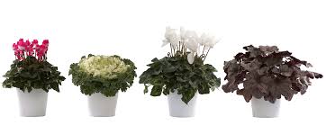 Lidl è cortesia al 100%. Cretti Floricoltura Riva Del Garda Produzione E Vendita Online Di Piante Fiorite In Vaso
