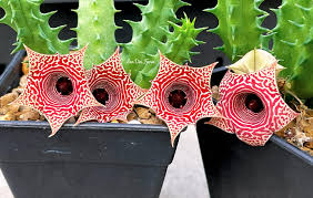 Image result for Huernia erectiloba