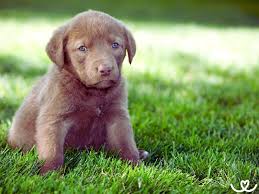 Image result for chesapeake bay retrívr