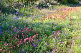 Every spring, the antelope valley california poppy reserve is brought to life by blooms of orange poppies and purple phacelia. 20 Best Destinations For Experiencing Stunning Spring Flowers In The Us Dotted Globe