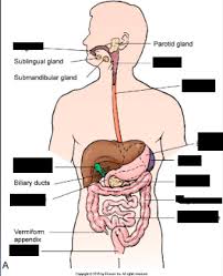 Digestive System Anatomy Diagram Quizlet